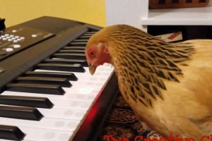 音楽の天才、現る！？鍵盤が光るキーボードを上手に演奏するニワトリが凄い！