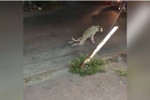 ワンコが足を引きずって歩いている…！車から降りて助けようとしたらまさかの結末に！