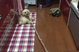 え、もしや…ほつれてる！？思わず二度見してしまうワンコの姿が話題に！