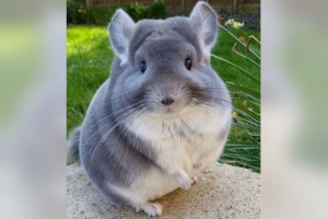 なんて愛くるしいの～！まん丸でもこもこな「チンチラ」が激カワだと話題に！