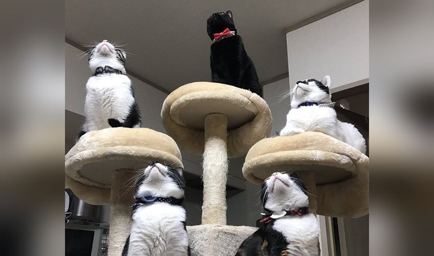 ウチも守って…♡害虫が退散するまで見守り続ける『五猫神』が凛々しすぎる