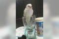 あれ、なんか濡れてない！？その直前にインコがまさかのドボンをしていた！