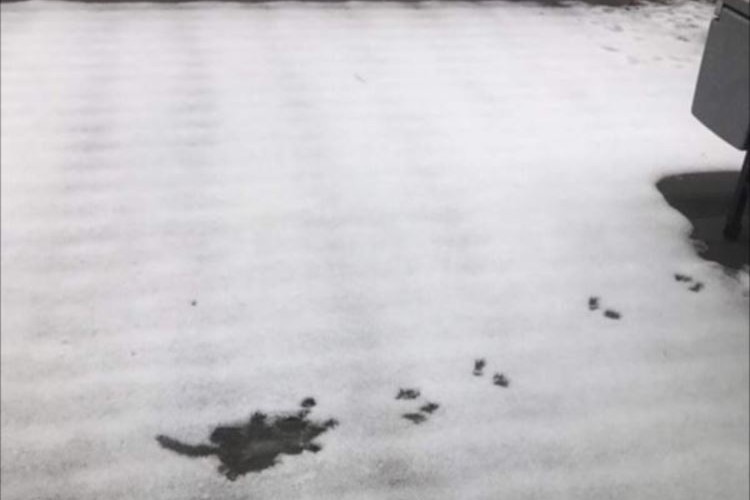 おそらくリスが屋根から落ちたであろうことが分かる1枚の写真に納得