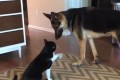 「ちょっと座ってよ~」大親友のワンコに猫パーンチ!その理由に胸キュンが止まらない!