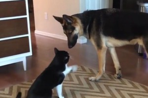 「ちょっと座ってよ～」大親友のワンコに猫パーンチ！その理由に胸キュンが止まらない！