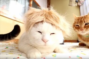 ふわっとした金髪が特長のあの方に似ている!? 最後は想定外のトラブル発生!