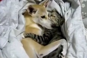 まるでラブラブのカップル!? 種を超えた愛情…猫を抱きしめ続ける犬のやさしさ