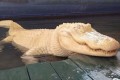「オイオイ! 造り物かと思ったよ!」世界一のワニ園にいる“アルビノのワニ”が話題に!