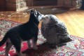 なんたる可愛さ…シベリアン・ハスキーの子犬とフクロウがラブラブなキス♪ そして最後は…