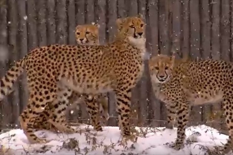 【動画】初めての雪ではしゃぎまくるチーターの子どもたち…めちゃめちゃ楽しそう♪