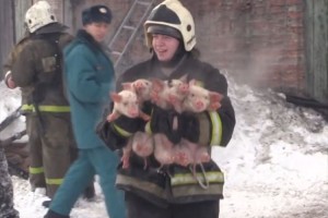 ロシアのとある農場で火災…消防士たちが懸命な消火活動で150匹の子豚を救出!