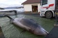 【SDGs】亡くなったクジラの胃の中から大量のビニール袋が…海洋ゴミ問題の深刻さが浮き彫りに