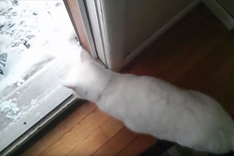 雪の世界へGO! …と思いきや「つ…つめたいぃにゃぁあああ~」とあっさり帰宅したニャンコ