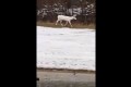 なんて神々しいんだ! ドライブ中にふと見たら…雪景色にアルビノのシカを発見!