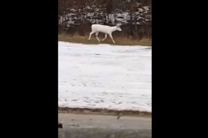なんて神々しいんだ! ドライブ中にふと見たら…雪景色にアルビノのシカを発見!