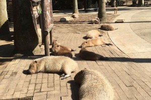 めちゃめちゃ気持ち良さそうにお昼寝してる～♪可愛いカピバラたちが話題に!
