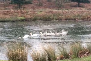 先頭のハクチョウが大活躍! 凍った池で氷を砕きながら一列ですすむハクチョウのファミリー