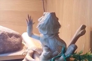 飼い主が手を振ったら…トカゲが前足を振り返してくれた! ?しかも何だこの動きは?