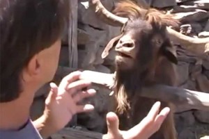 いったい何の議論だよ!? どんどんヒートアップするヤギと男性の掛け合いが漫才にしか見えない