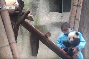【動画】甘えっぷりがたまらない子パンダ…飼育員とはなれたくないモード全開!