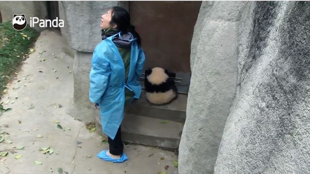 panda_06_640