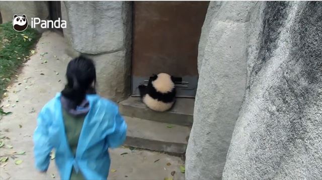 panda_07_640