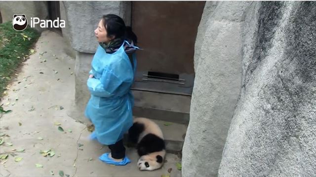 panda_08_640