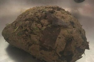 泥の塊が動物病院に運ばれてきた…！と思ったら、まさかの正体に驚愕！