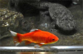 餌として放たれた金魚のカープくん、今ではオオサンショウウオと奇妙な共生生活