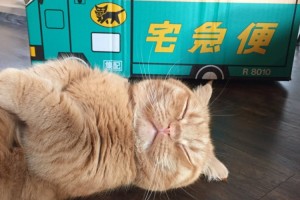 かわいいから許しちゃう。猫の手も借りたいのに配達業務を放棄中！？