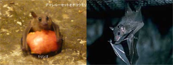 C5j1g6XUsAAktKr-tile_R