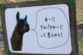 アルパカいるー！って近寄ったら看板に見事に煽られた
