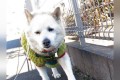 言葉の威力すごすぎ…(笑)この後、このワンコが保育園児たちに褒められまくって大変身します!