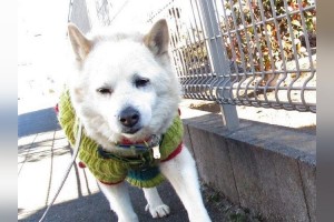 言葉の威力すごすぎ…(笑)この後、このワンコが保育園児たちに褒められまくって大変身します！