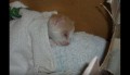 「正直飼うか悩みました...」息子が拾ってきた衰弱した仔猫8ヶ月後には元気な姿に