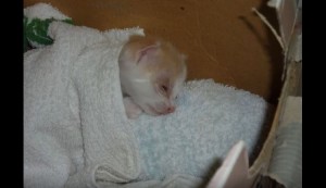 「正直飼うか悩みました...」息子が拾ってきた衰弱した仔猫８ヶ月後には元気な姿に