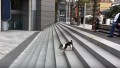 階段でひとり遊びをするワンコがめっちゃ可愛い♪