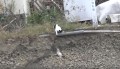 【救出映像】崖から滑り落ちた子猫を助ける母猫に親子愛を感じる