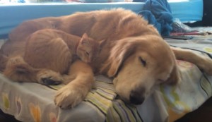 関係は親子以上!?小さな頃からずっと一緒のゴールデンと茶トラ猫の成長ムービー