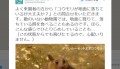 「コウモリが地面に落ちているけど大丈夫?」上野動物園のスタッフの答えに納得&コウモリ萌え