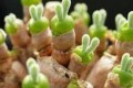 うさぎみたいな多肉植物『モニラリア・オブコニカ』にょきにょき生えてかわいいな