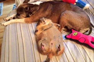 「助かって良かった…」火災から救出されて安心したプレーリードッグの姿が可愛いと話題に