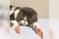 シュールすぎてヤバイ!手のおもちゃを持たせたニャンコに笑いが止まらん