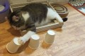 驚くべき動体視力!ボールが入っているコップを簡単に当てちゃうニャンコがすごい!