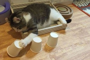驚くべき動体視力！ボールが入っているコップを簡単に当てちゃうニャンコがすごい！