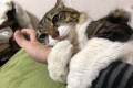 可愛すぎて顔がニヤけちゃう!子どものように無邪気すぎるニャンコたち【12選】