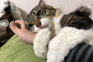 可愛すぎて顔がニヤけちゃう！子どものように無邪気すぎるニャンコたち【12選】