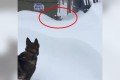 これぞ、友情!大雪で動けなくなった親友を助けるシェパード犬が素晴らしい!