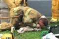 火災で愛犬が心肺停止状態に…!諦めなかった消防士の"奇跡の救出劇"に感動