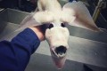 ちっちゃいエイリアンみたい!夢に出てきそうな深海魚がキモかわいい!?